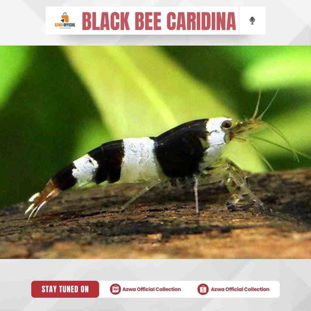 Tanaman Udang Black Bee Hias Aquascape Aquarium