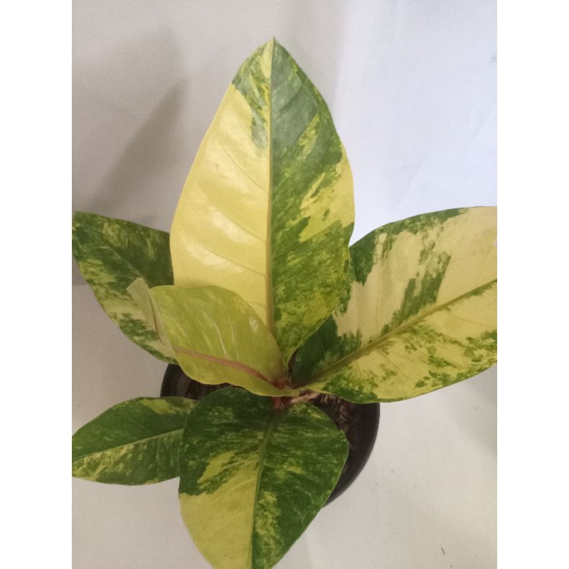 Hokeri Tangkai Merah Varigata/ Hokeri Super Red Varigata