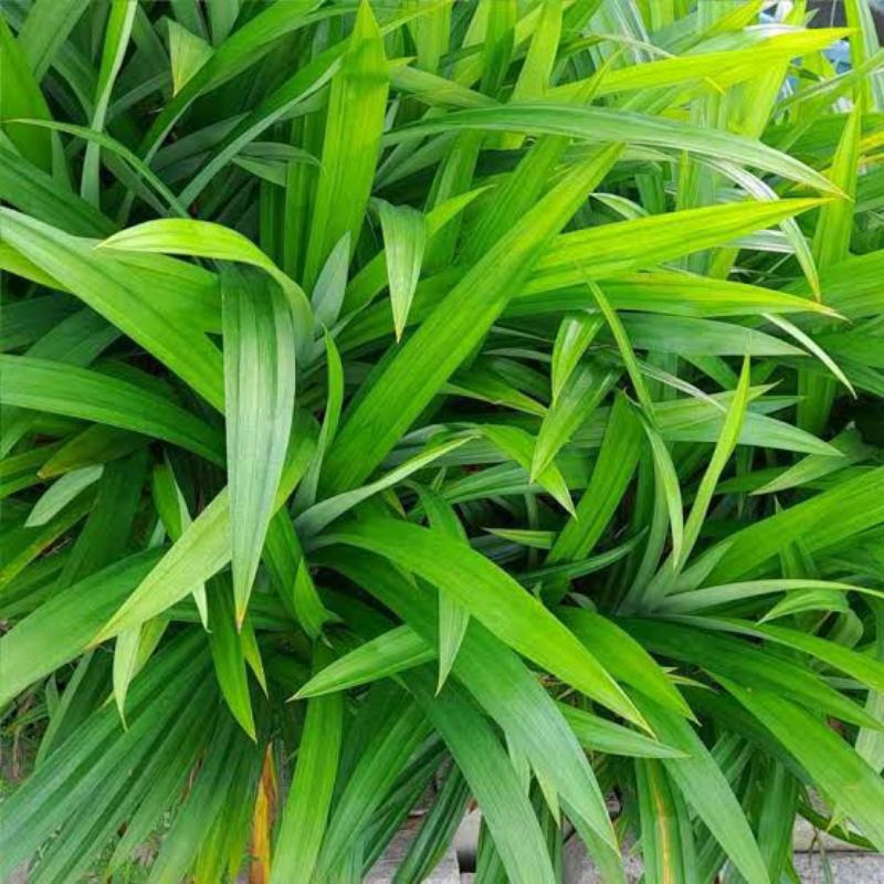 

daun pandan 10-15 ikat