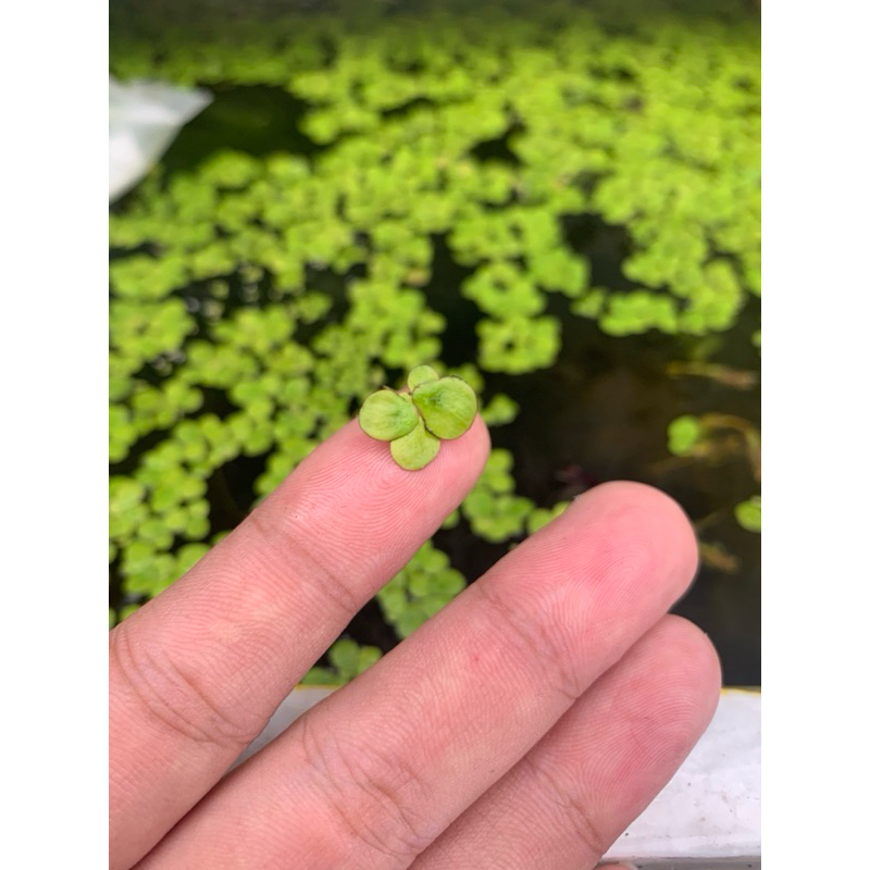 AMAZON FROGBIT MINI - TANAMAN AQUASCAPE - SPIRODELA POLYRHIZA