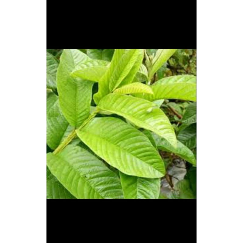 

daun jambu biji 100lembar masih fresh