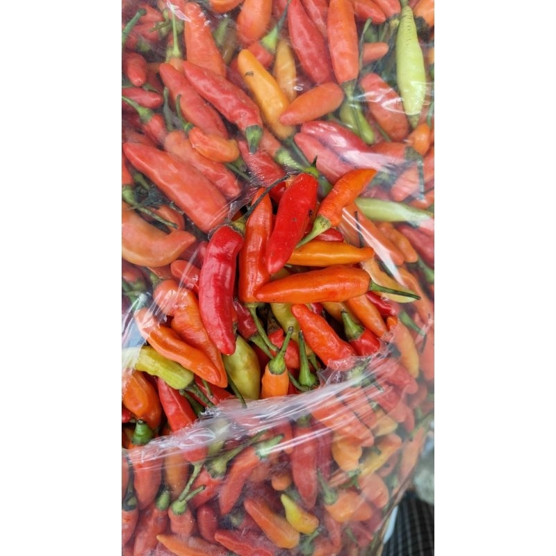 

cabe rawit setan 500gr