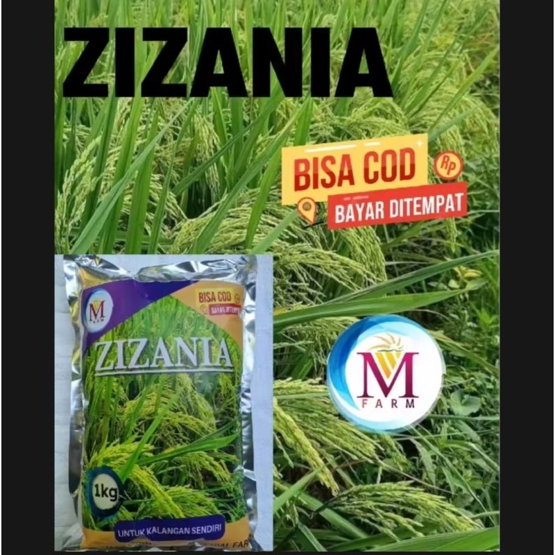 BENIH BIBIT PADI ZIZANIA PER 1KG
