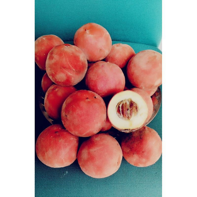 

Buah bisbul