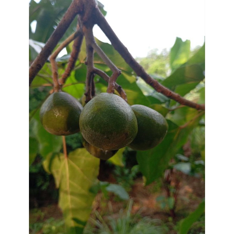 

daun kemiri segar 500gram