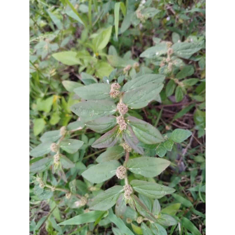 

Herbal Daun patikan kebo per 100gr siap kirim