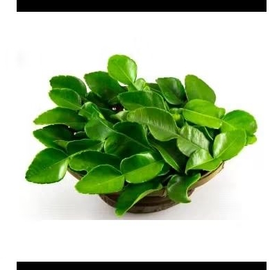 

Daun Jeruk Masak Fresh 100 Lembar