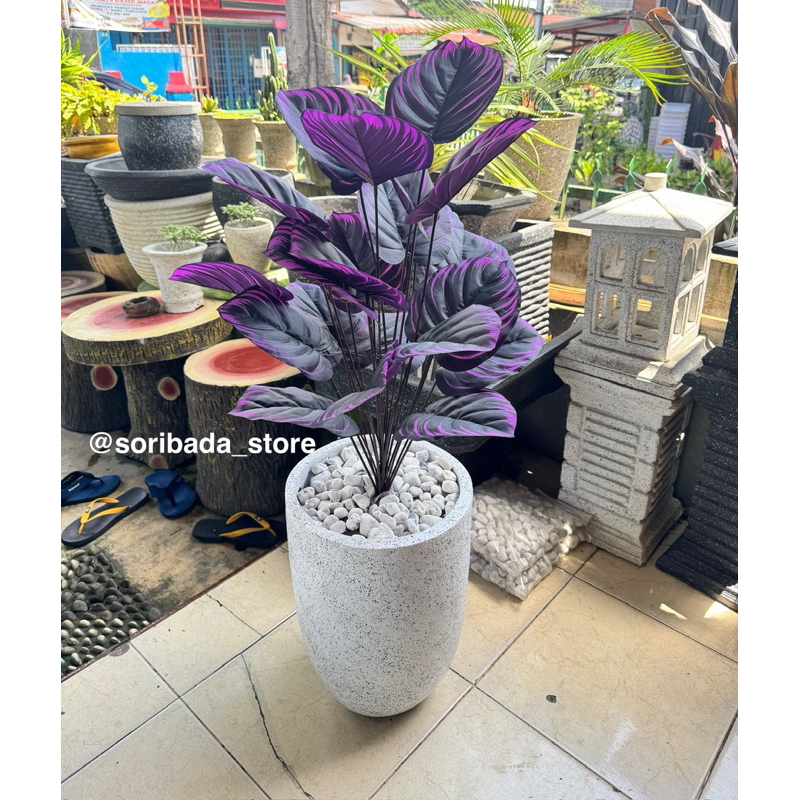 Aglonema Hias | Aglonema Ungu | Keladi Ungu | Bunga Hias Unik | Bunga Hias | Dekorasi Rumah | Hiasan