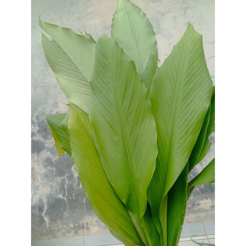 

Daun Kunyit Segar Bahan Rempah Dapur