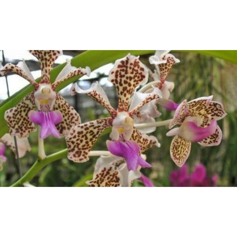 Anggrek Vanda Tricolor