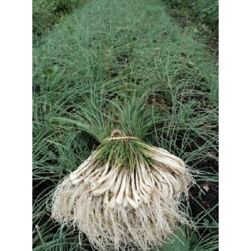 

Bawang batak/ bawang lekio/ kucay 250grm segar