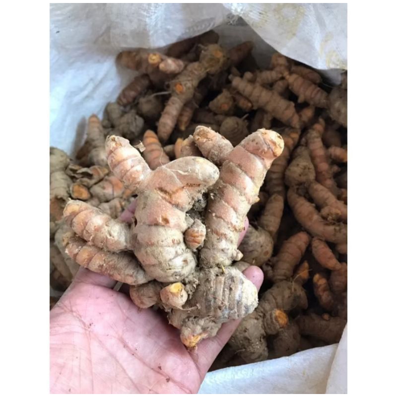 

jual kunyit/kunir segar 500gram