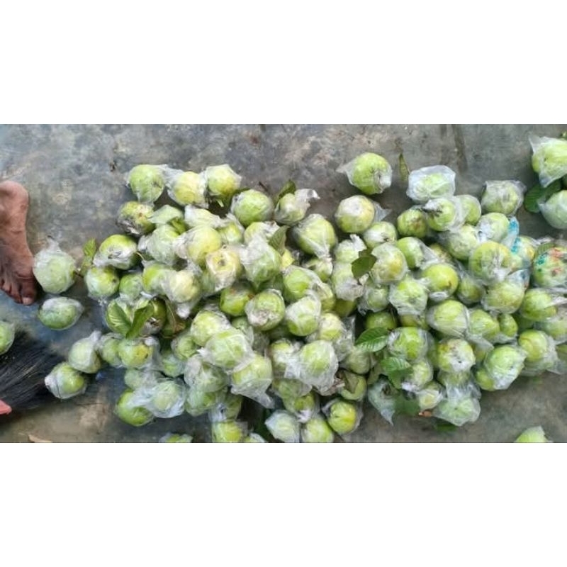 

PAKET 1KG JAMBU KRISTAL KUALITAS NOMOR 1 DIPETIK LANGSUNG DARI KEBUN FRESH
