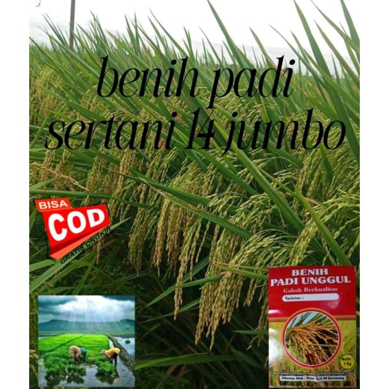 BENIH PADI UNGGUL SERTANI 14 BENIH PADI ORIGINAL KEMASAN 1KG