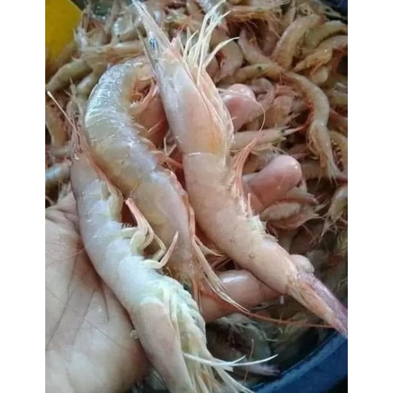 

Udang krosok Udang dogol Udang cat Udang loreng hasil laut segar 1kg