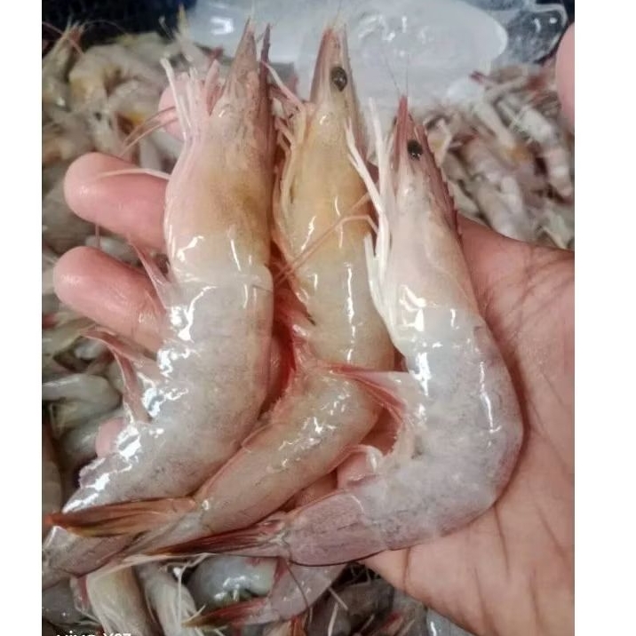 

Udang Peci segar Udang hasil laut segar 1kg