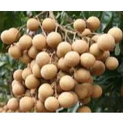 Tanaman Kelengkeng New Kristal Berbunga