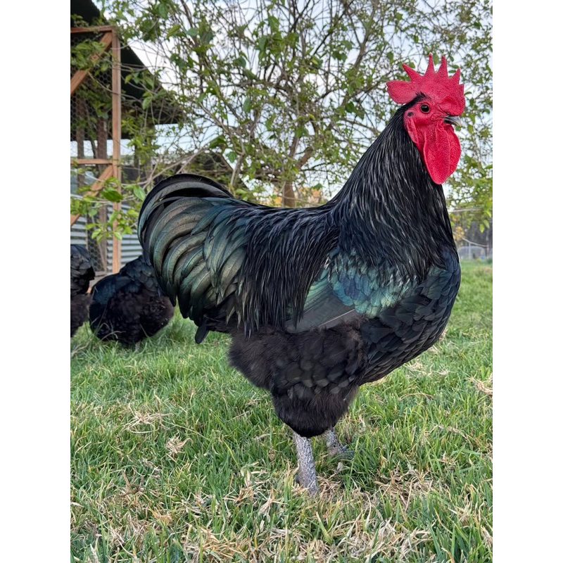 

TELUR TETAS AYAM AUSTRALURP UNTUK DI TETASKAN