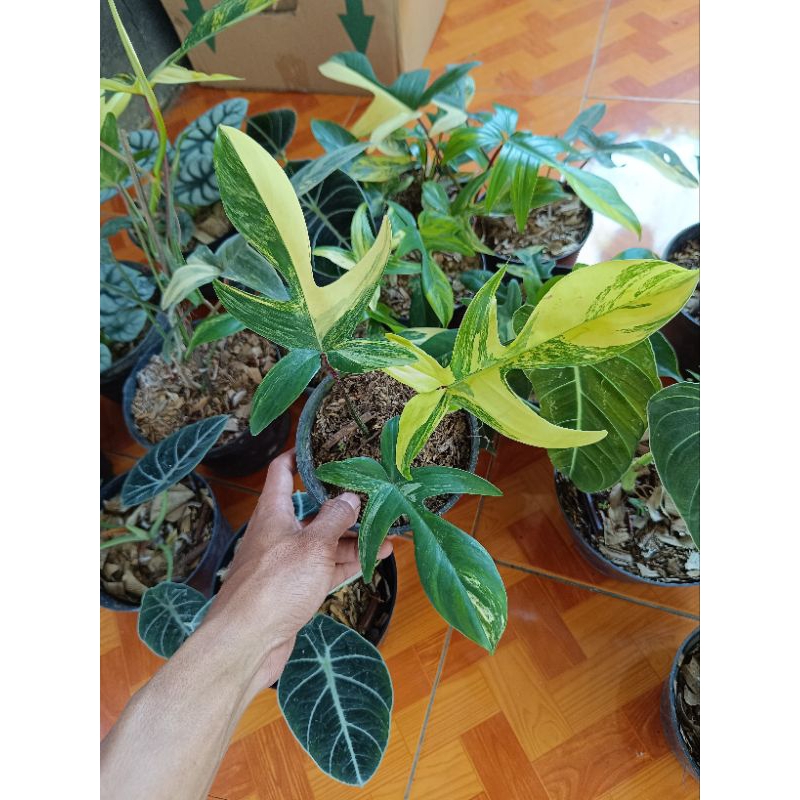 Tanaman hias philodendron florida beauty variegata - Philodendron florida ghost varigata