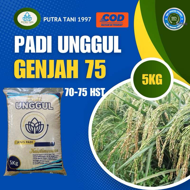 PADI UNGGUL GENJAH 75HST 5kG