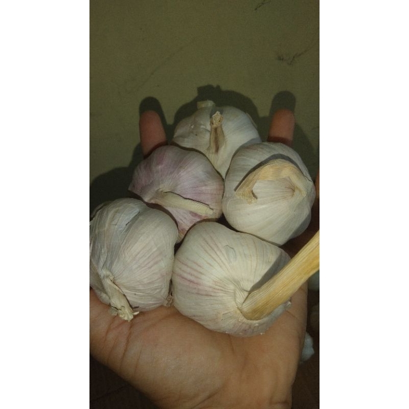 

bawang putih sinco