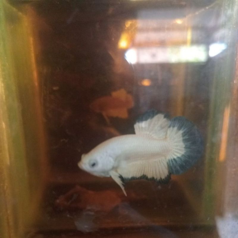 Blue Rim Butterfly Clean (Real Pict)