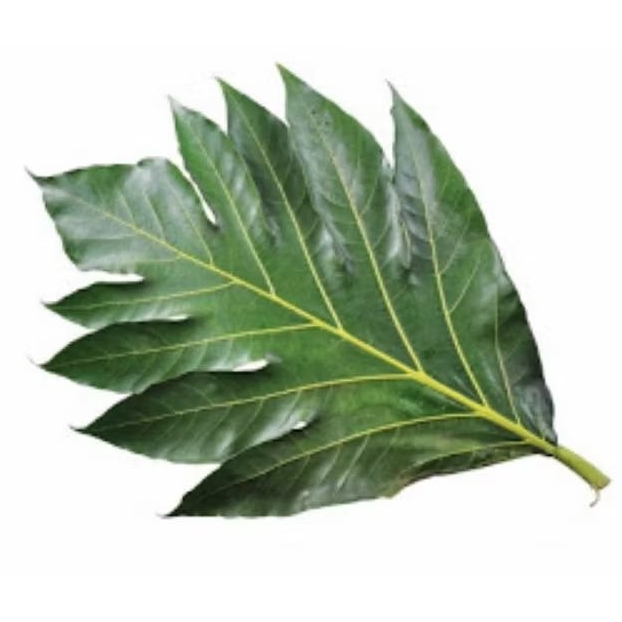 

Daun Sukun Fresh Herbal Dipetik Dadakan Obat Herbal Alami