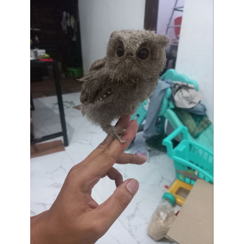 Burung hantu Celepuk