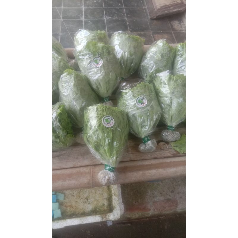 

selada caipira