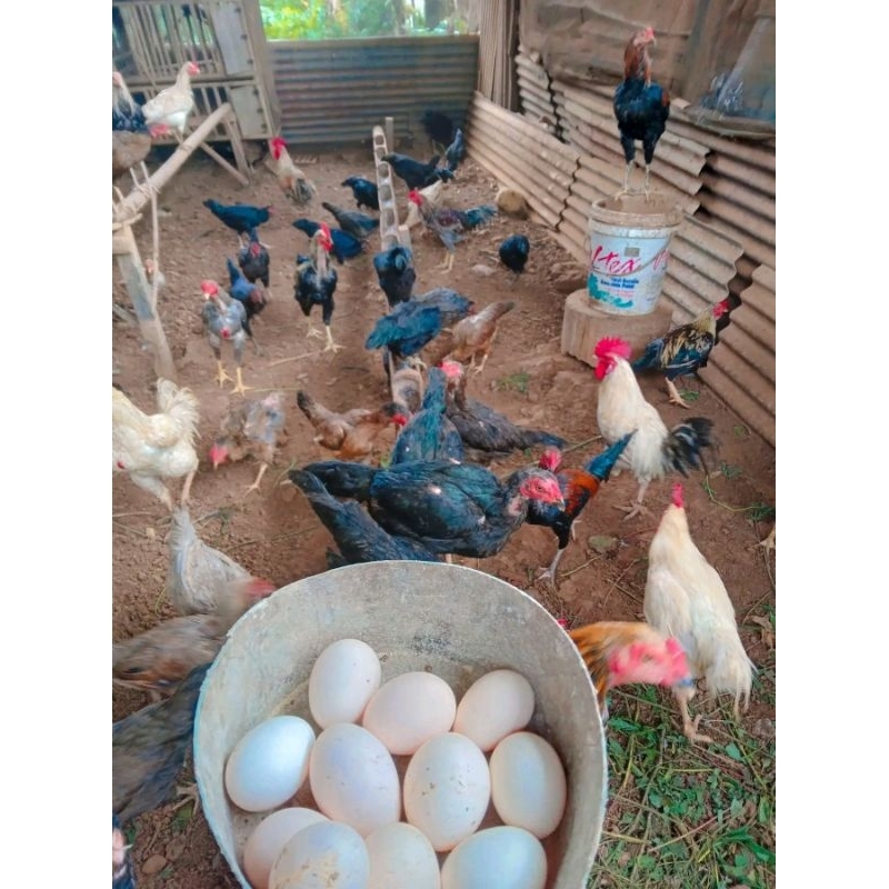 

Telur ayam kampung asli fertil