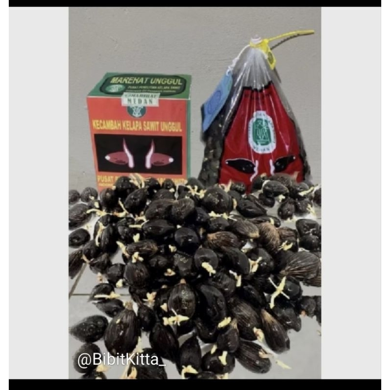 BENIH BIBIT SAWIT MAREHAT UNGGULAN