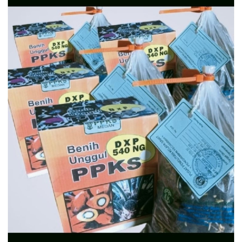 BENIH BIBIT SAWIT UNGGULAN DxP PPKS