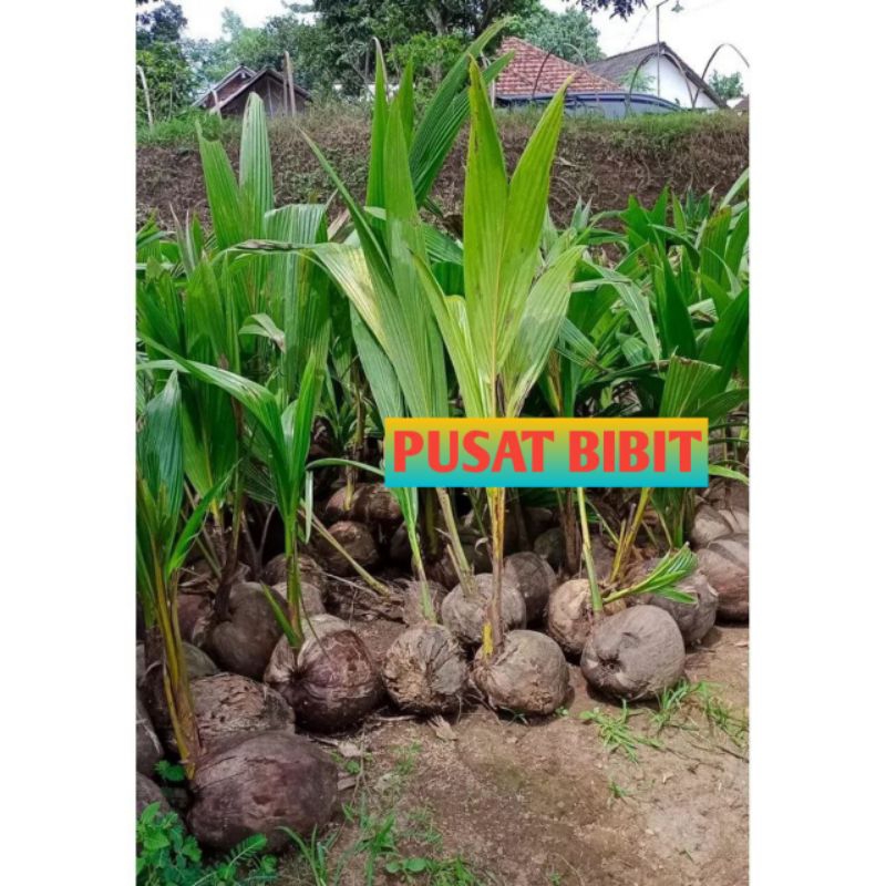 Bibit Kelapa Wulung Asli Super Unggul