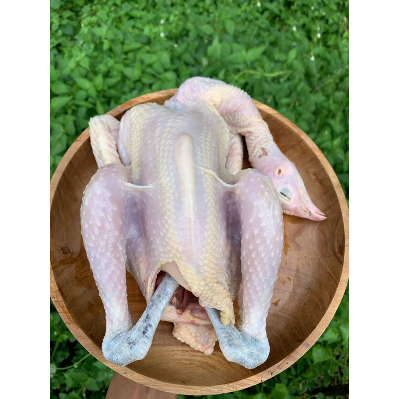 

Ayam kampung Utuh Free Range