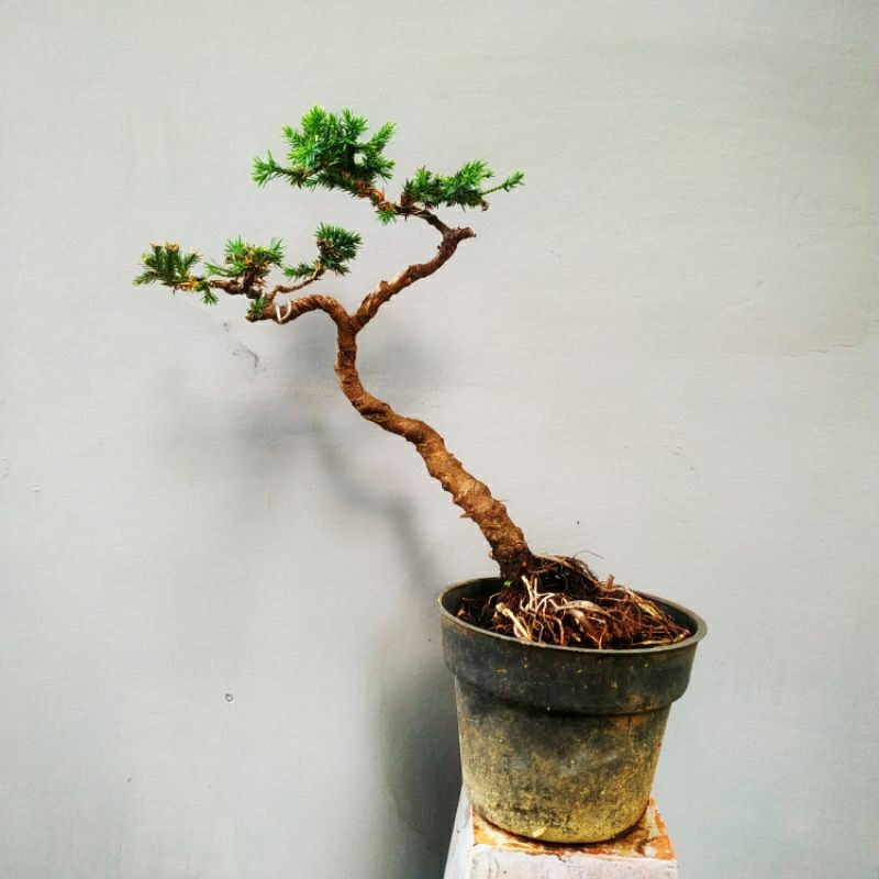 bonsai cemara sinensis