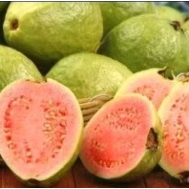

Jambu Klutuk Enak Segar