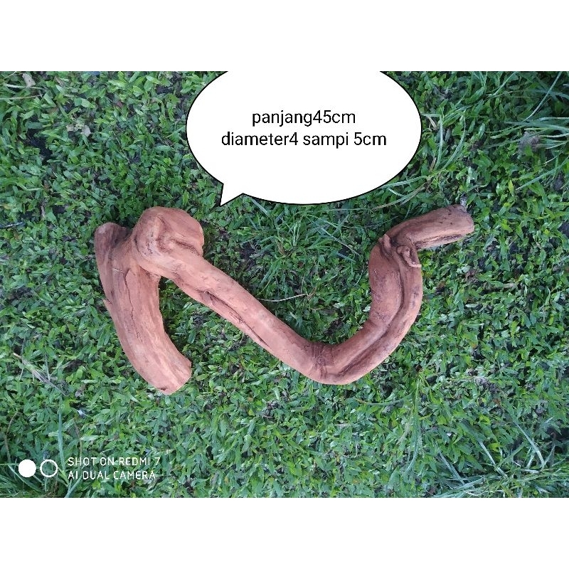 santigi gunung dekorasi aquarium