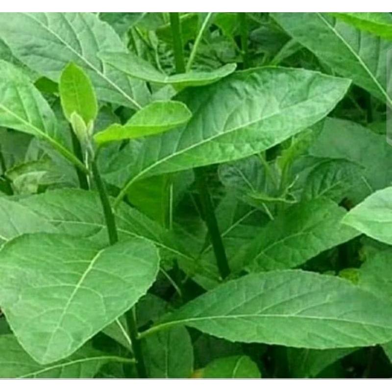 

DAUN INSULIN AFRIKA SELATAN/SAMBUNG NYAWA 1kg