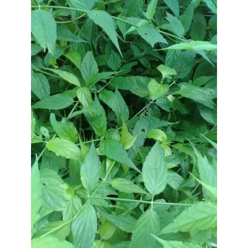 

herbal daun kaliandra segar 100gram
