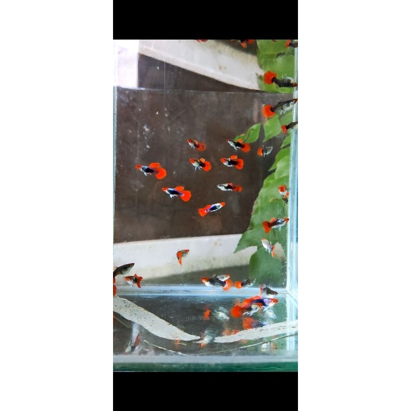 

stiker tuxedo koi sb