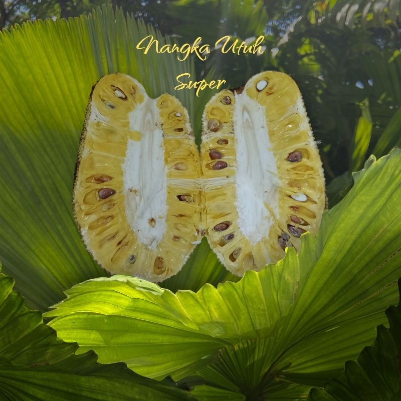 Buah Nangka Utuh / 1 buah 6- 12kg