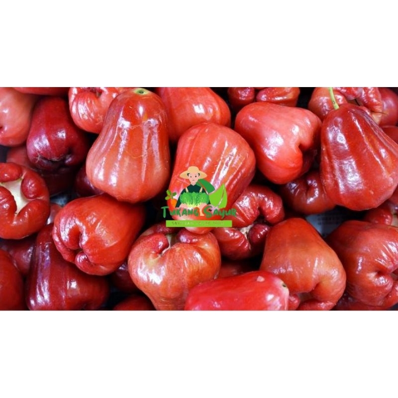 

Jambu Air Madu Merah