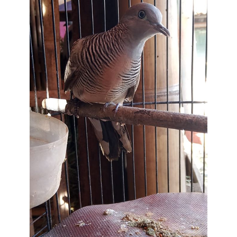 burung perkutut lokal katuranggan kalung usus