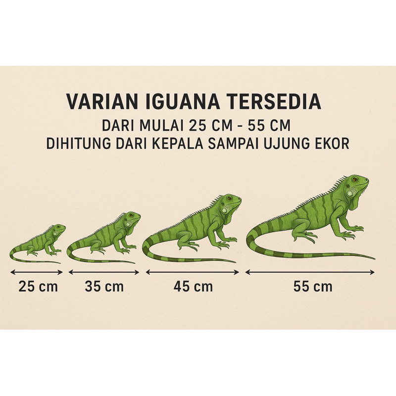PT6 kandang iguana super red / iguana merah super / iguana super red grade a++++