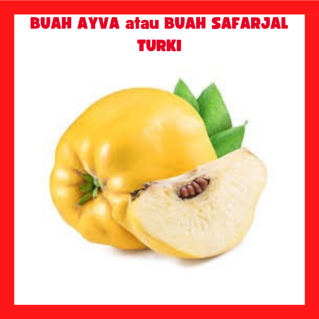 

BUAH AYVA atau Buah SAFARJAL TURKI harga untuk 1kg Buah Quince