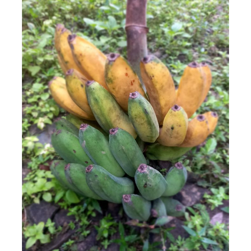 

pisang raja masak alami