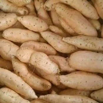 

Ubi Madu Cilembu 1kg isi 567 biji