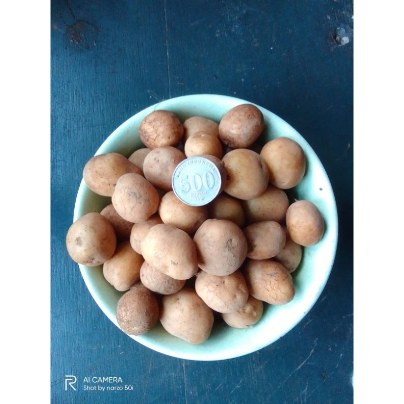 

kentang TR asli dieng