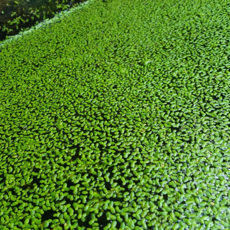 mata lele tumbuhan apung ikan hias