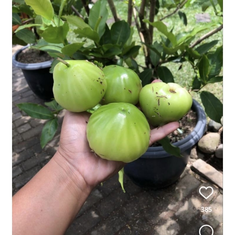 bibit jambu air camplong madura jambu air madura